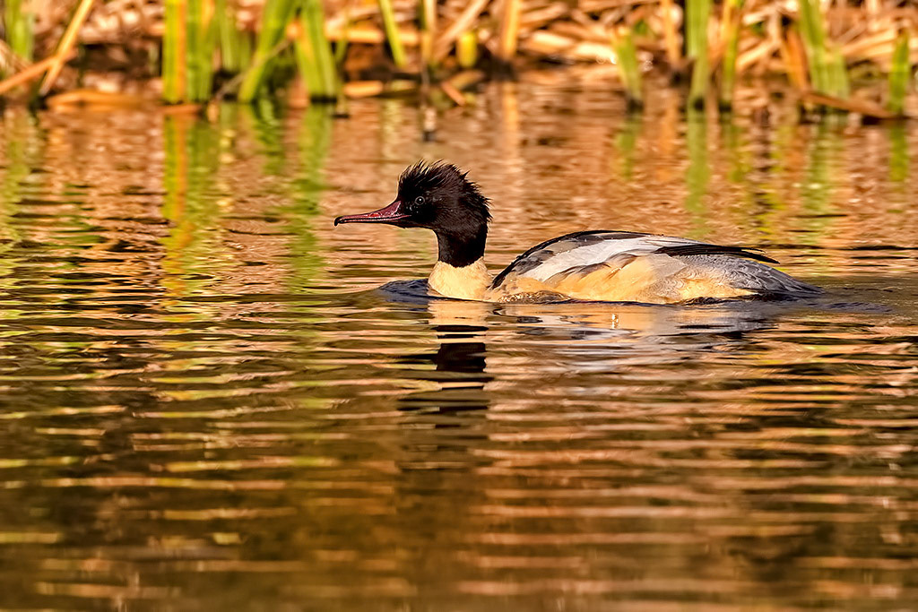 Male Goosander