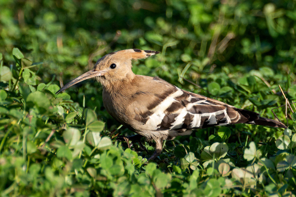 Hoopoe