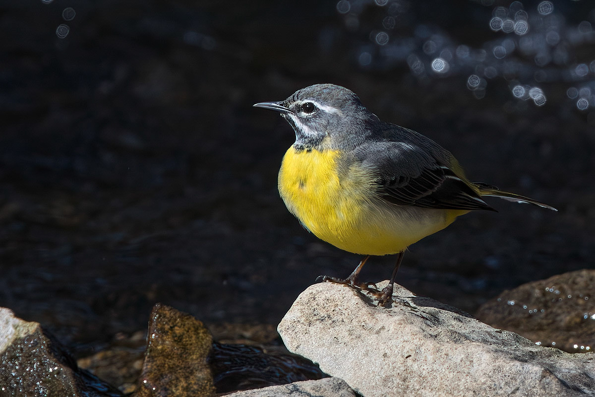 Grey Wagtail