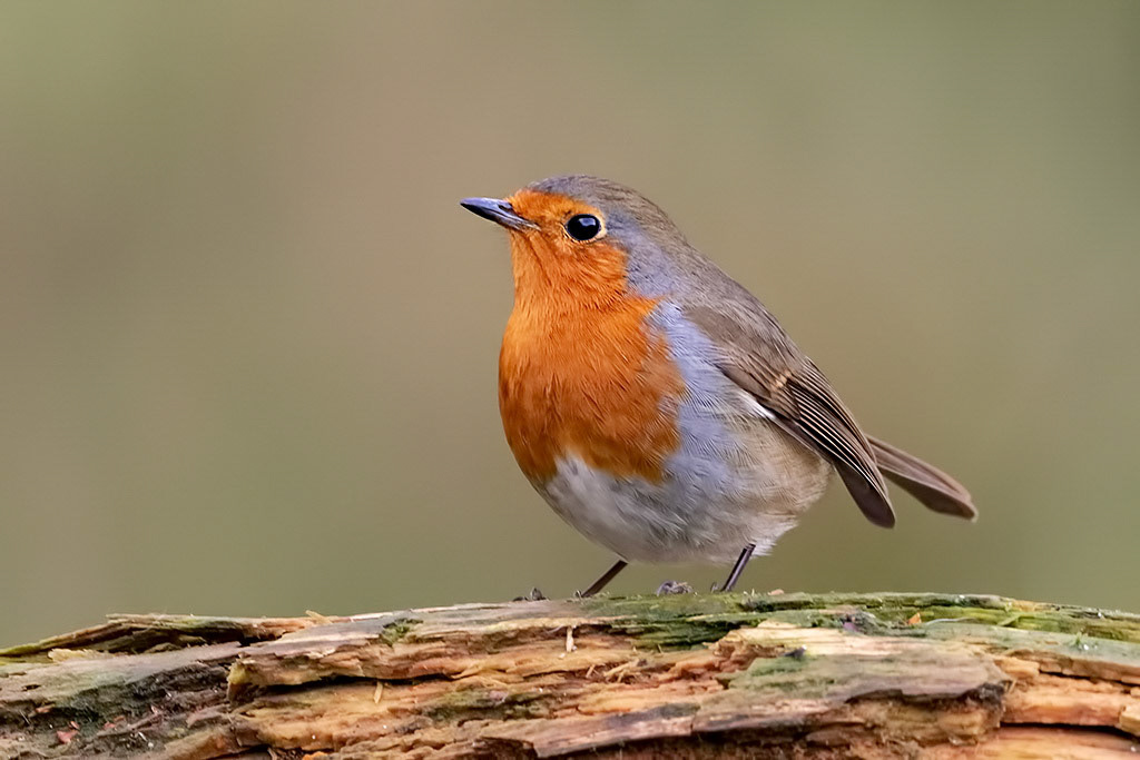 Robin