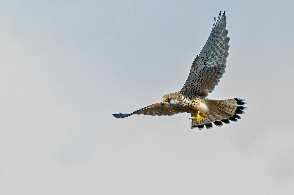 Kestrel