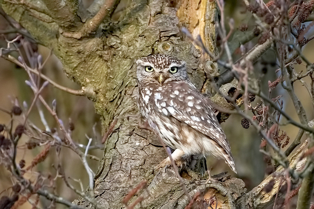 Little Owl