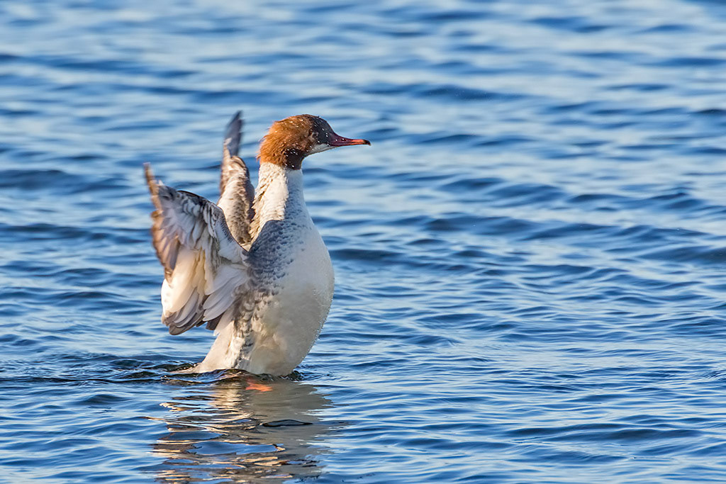 Goosander