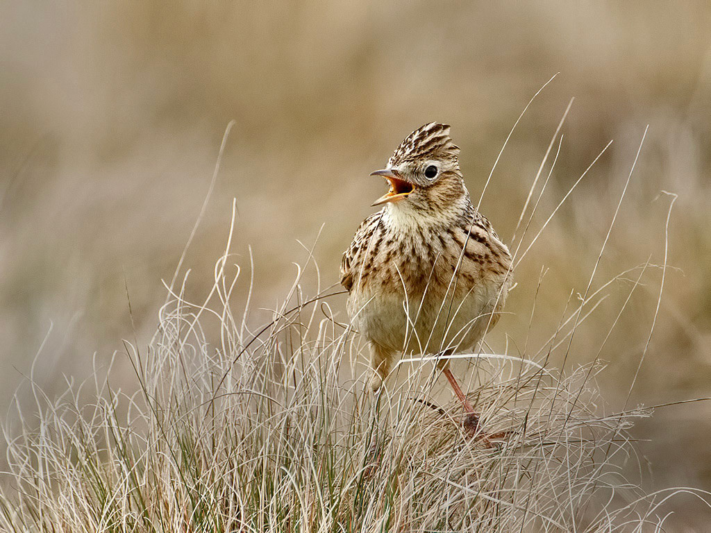 Skylark