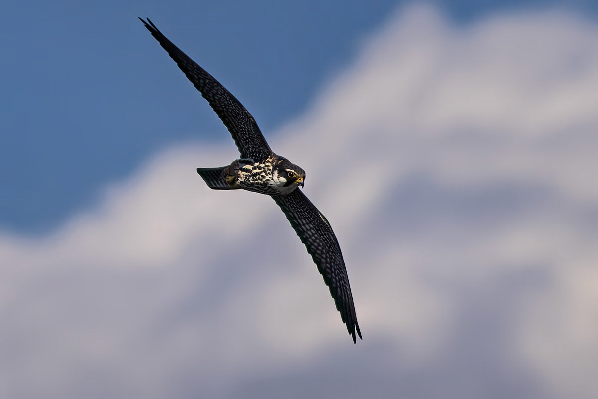 Hobby
