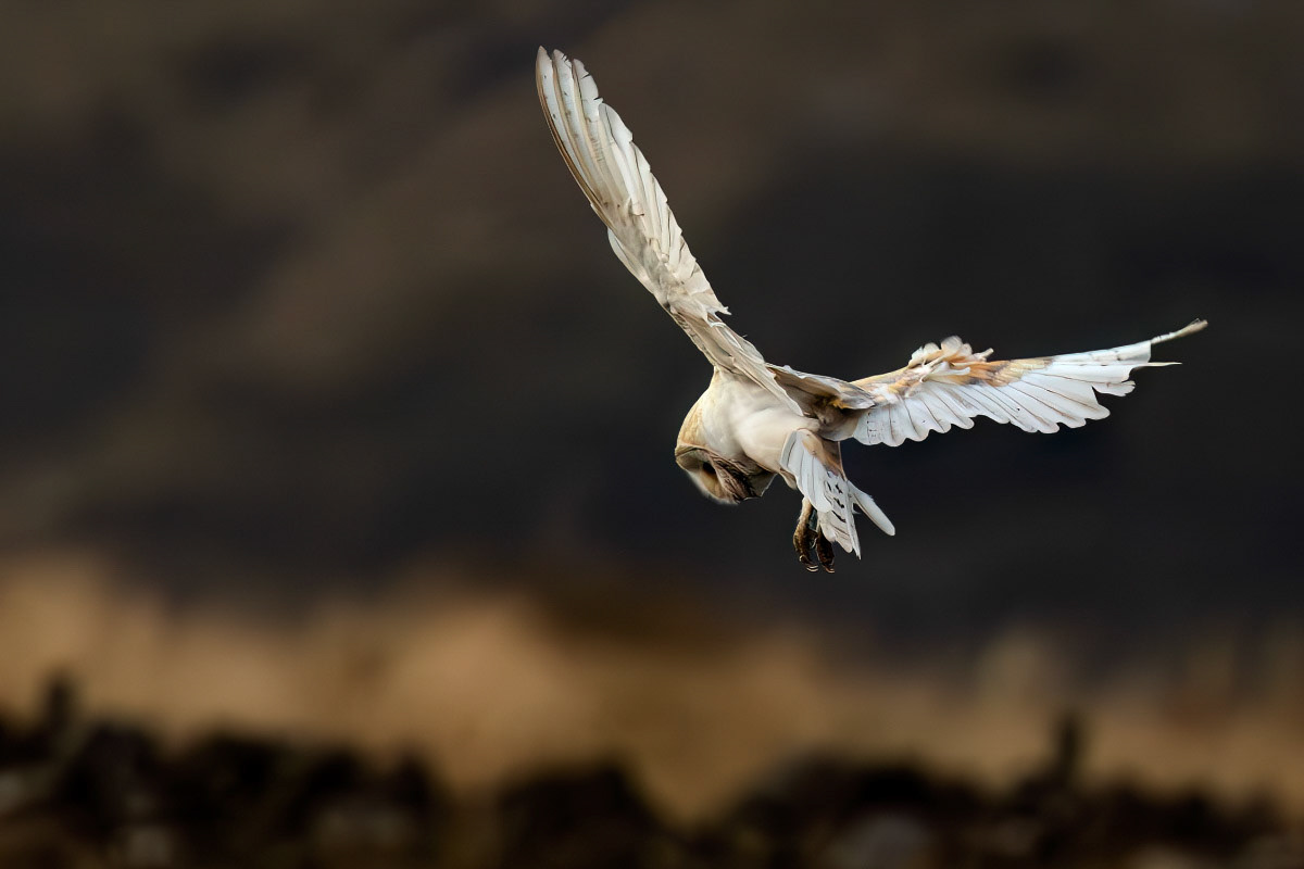 Barn Owl