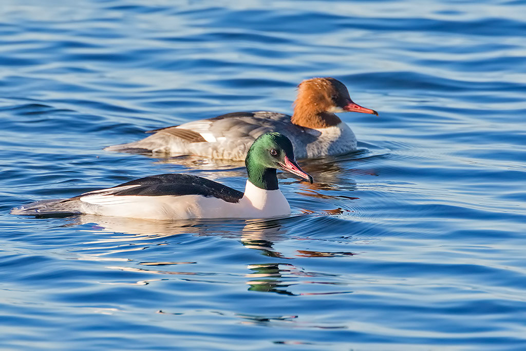 Goosander