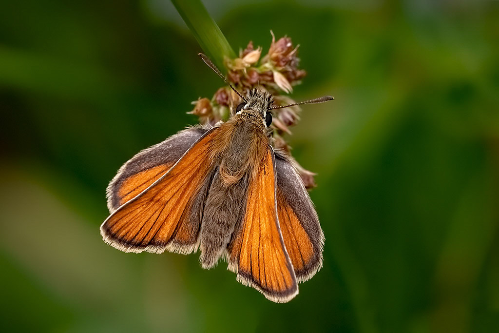 Small Skipper