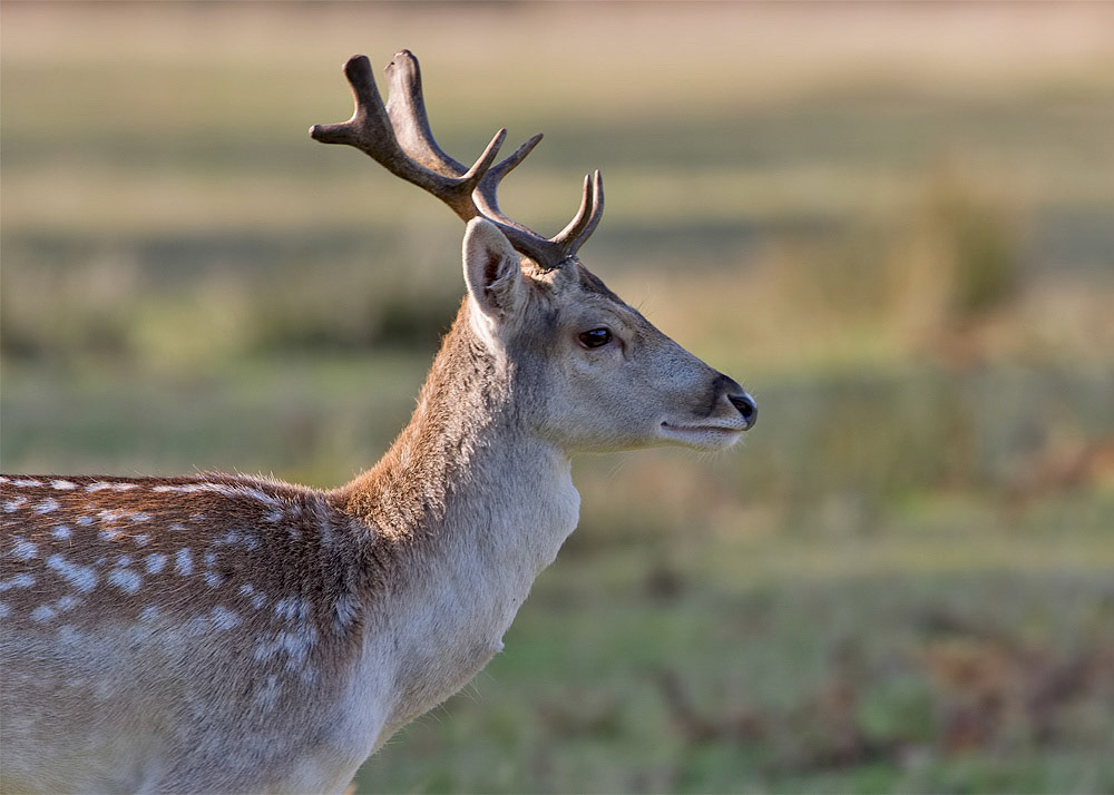 Fallow Deer