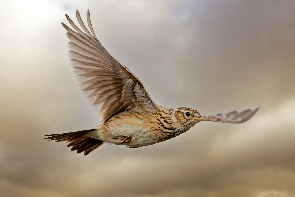 Skylark