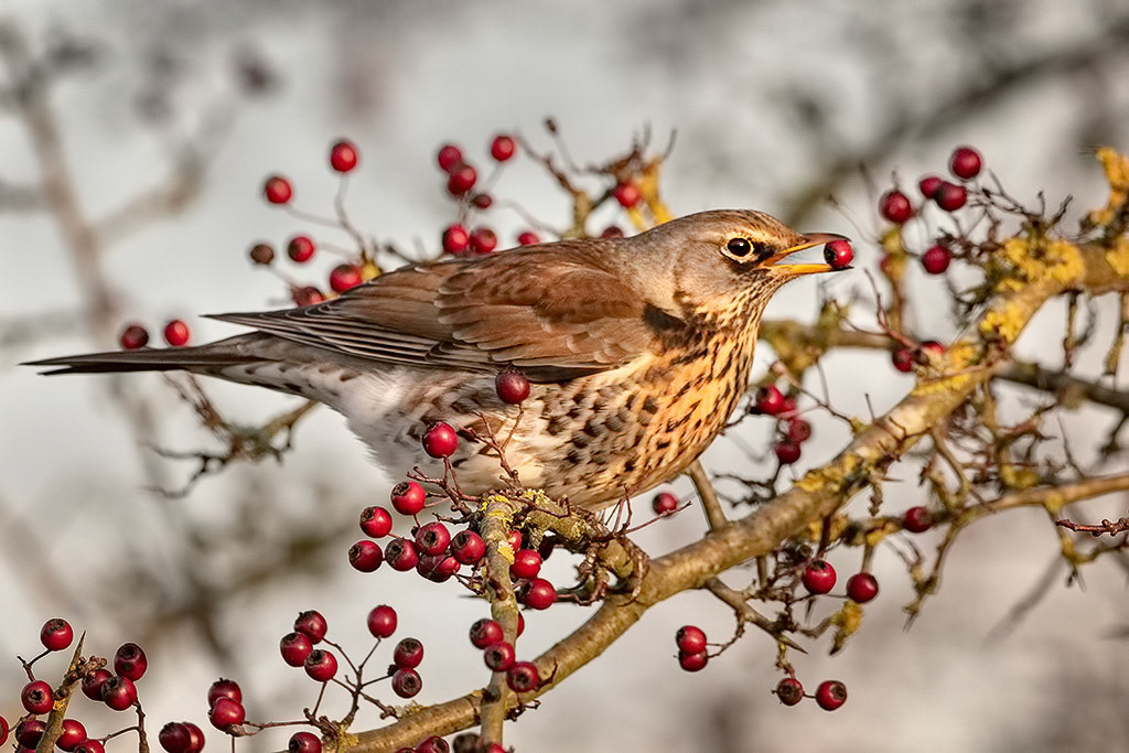 Fieldfare