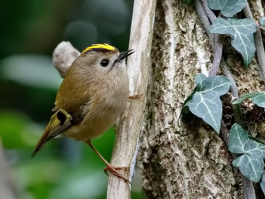 Goldcrest