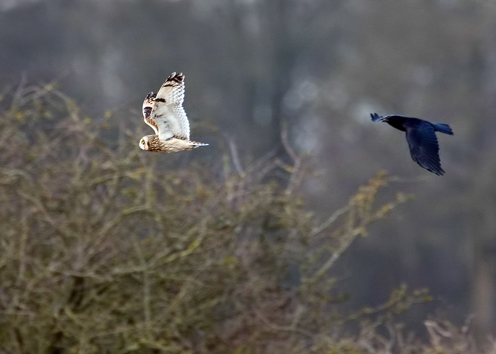 Short-eared Owl
