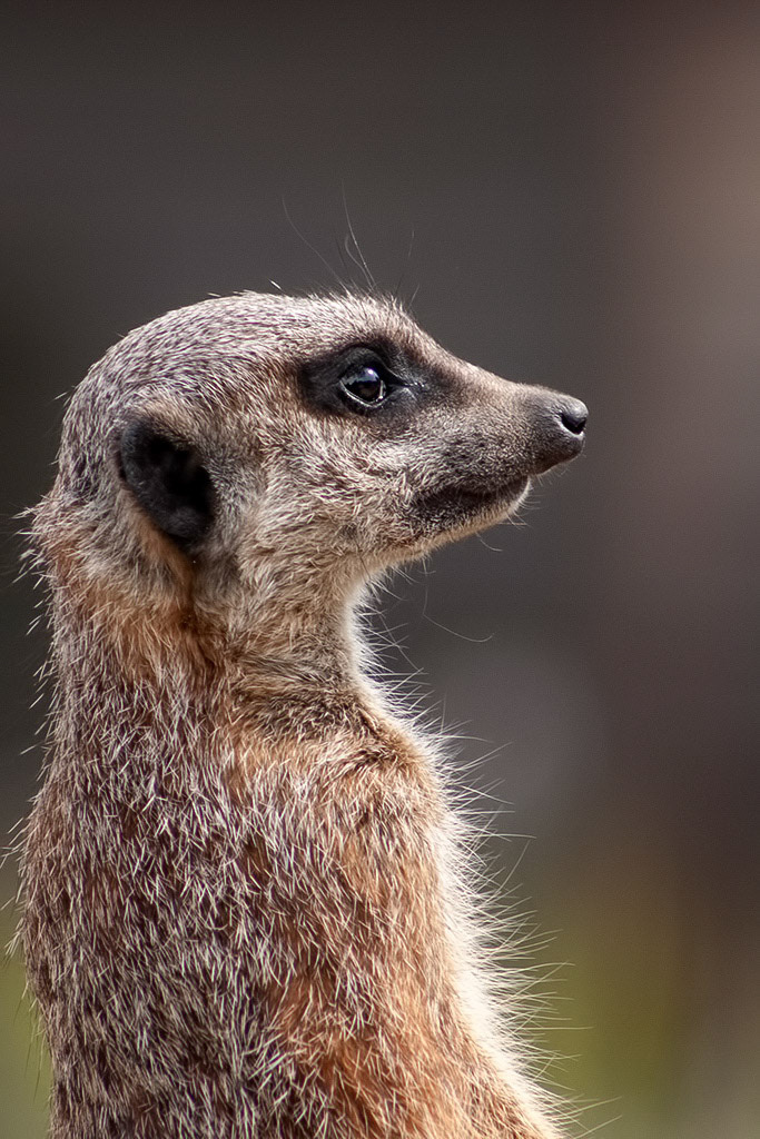 Meercat