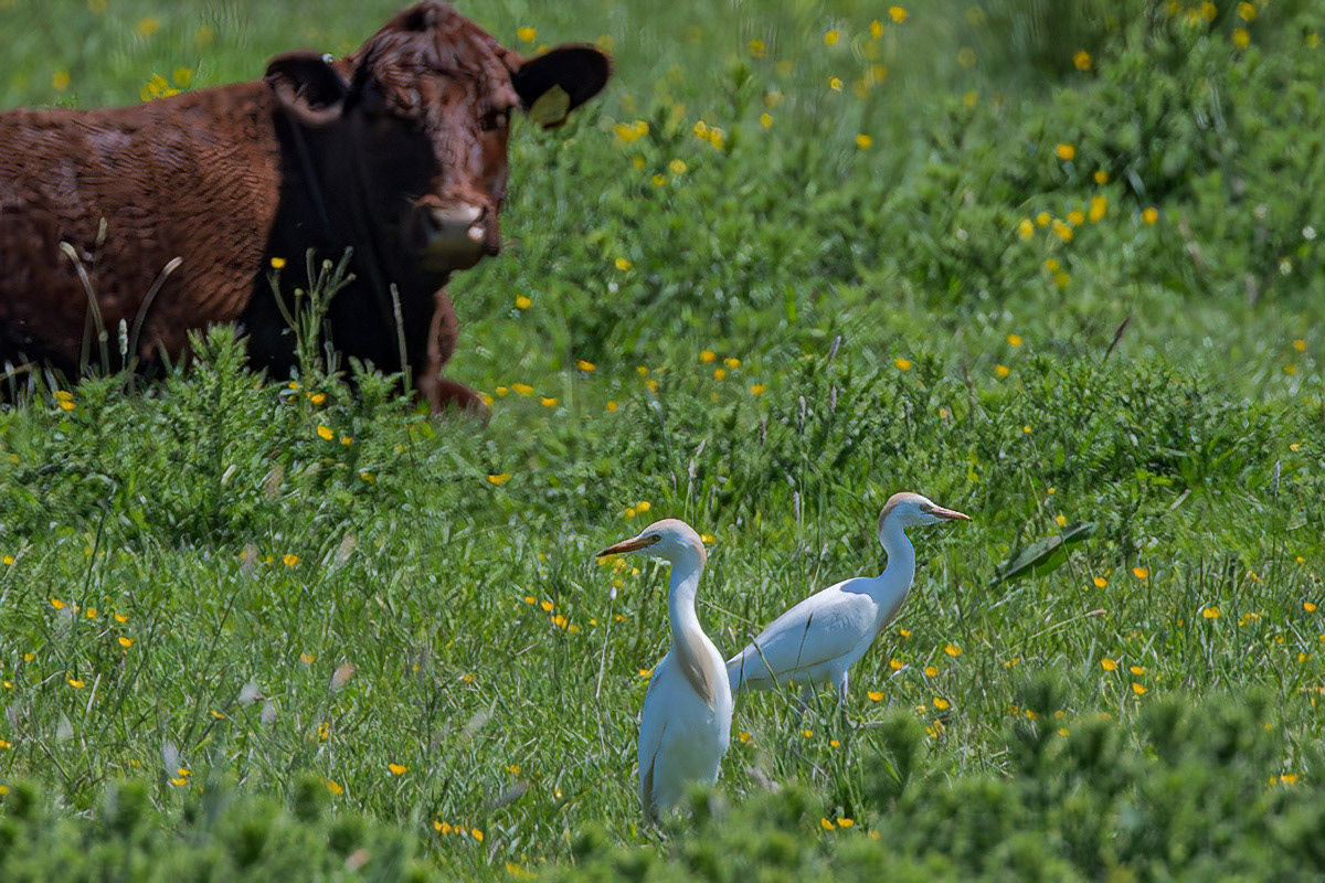 Cattle Egret