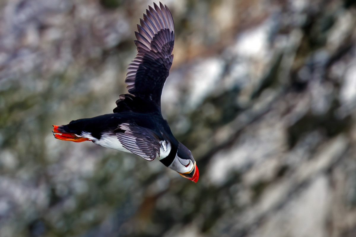 Puffin