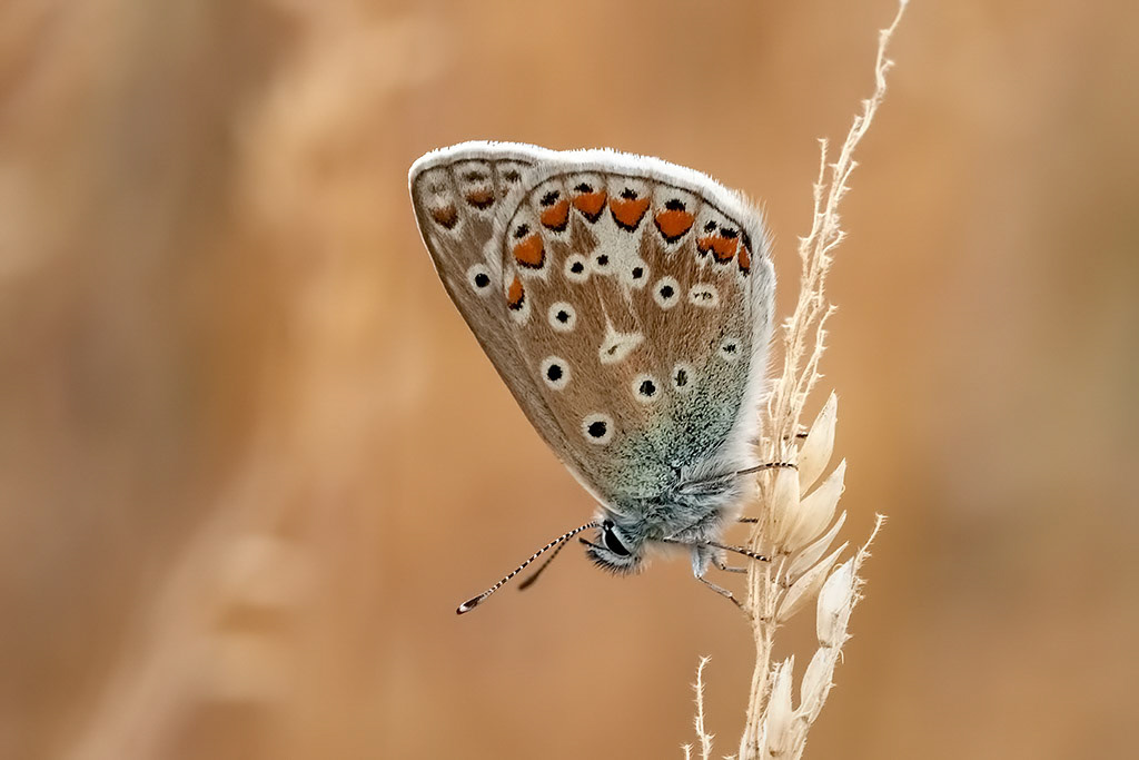Common Blue