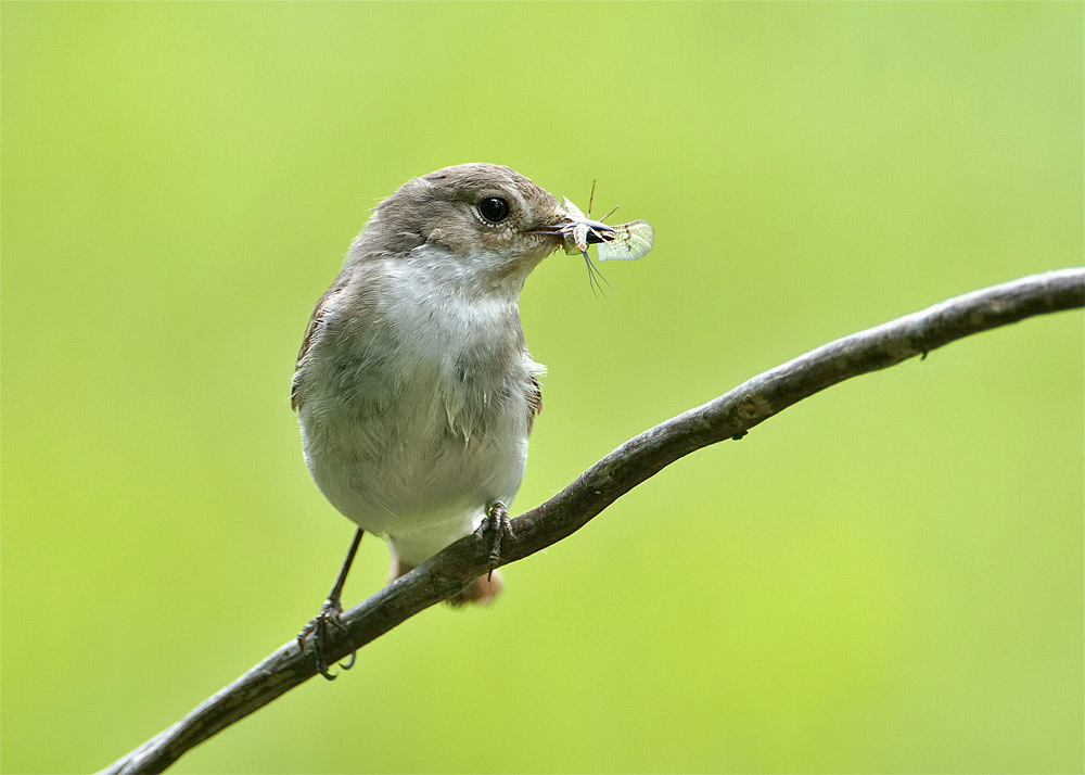 Female Pied Flycatcher