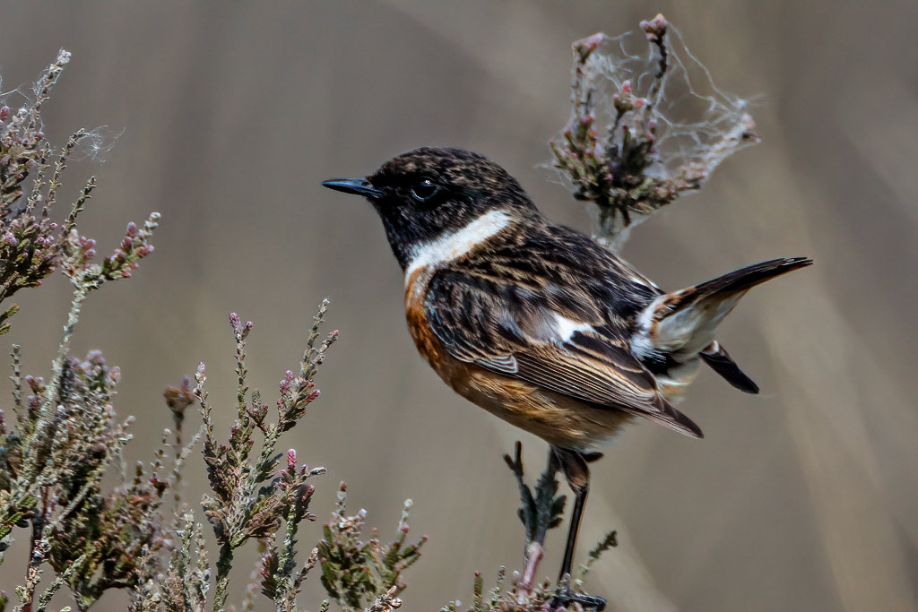 Stonechat