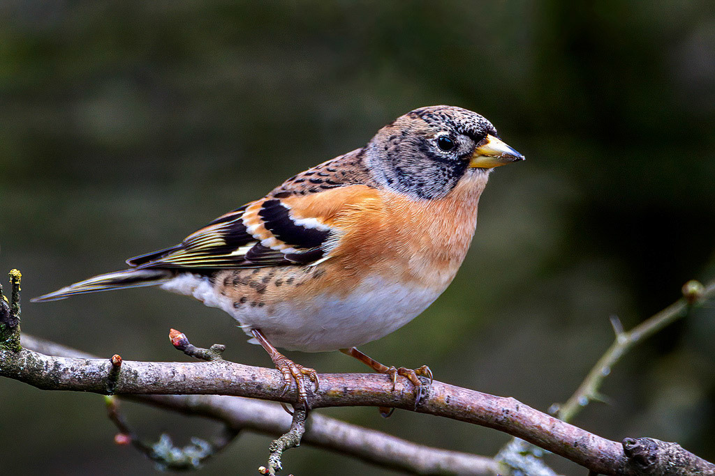 Brambling