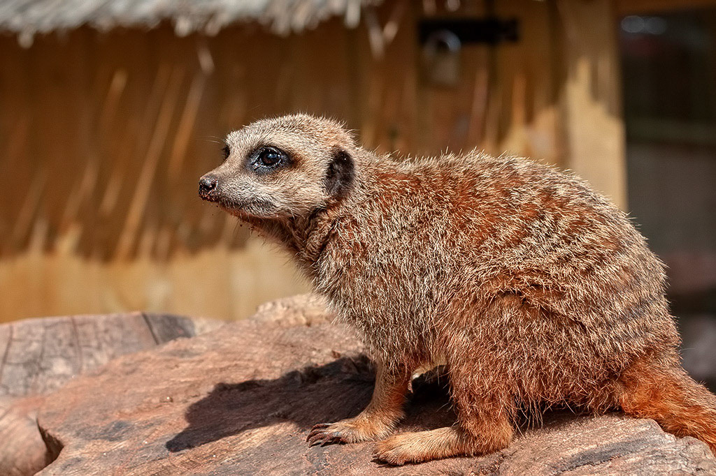 Meercat