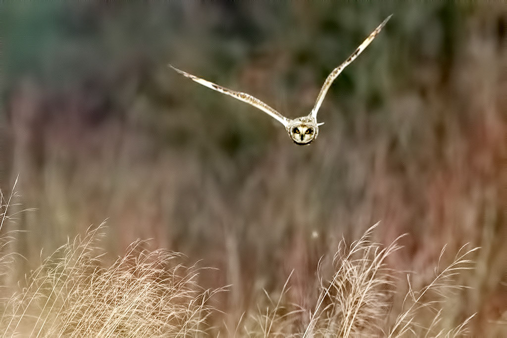 Short-eared Owl