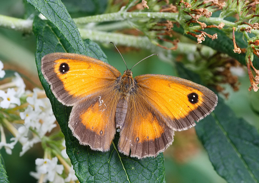 Gatekeeper