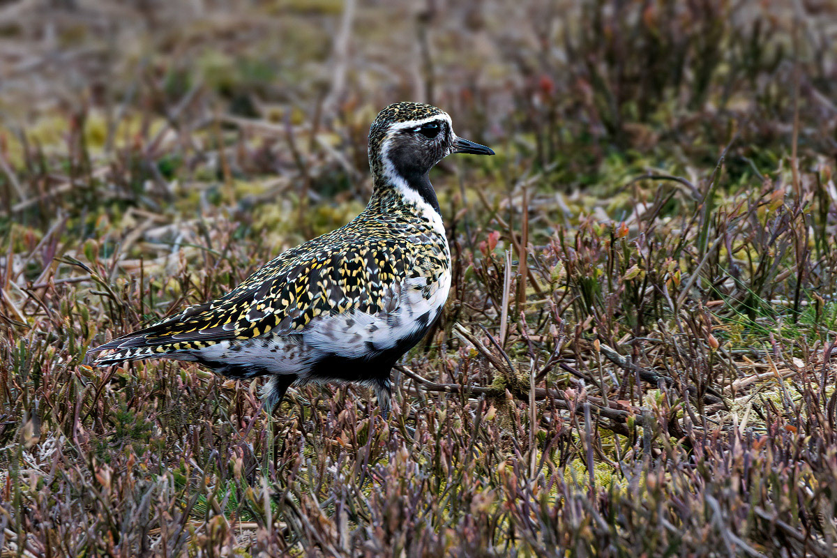 Golden Plover