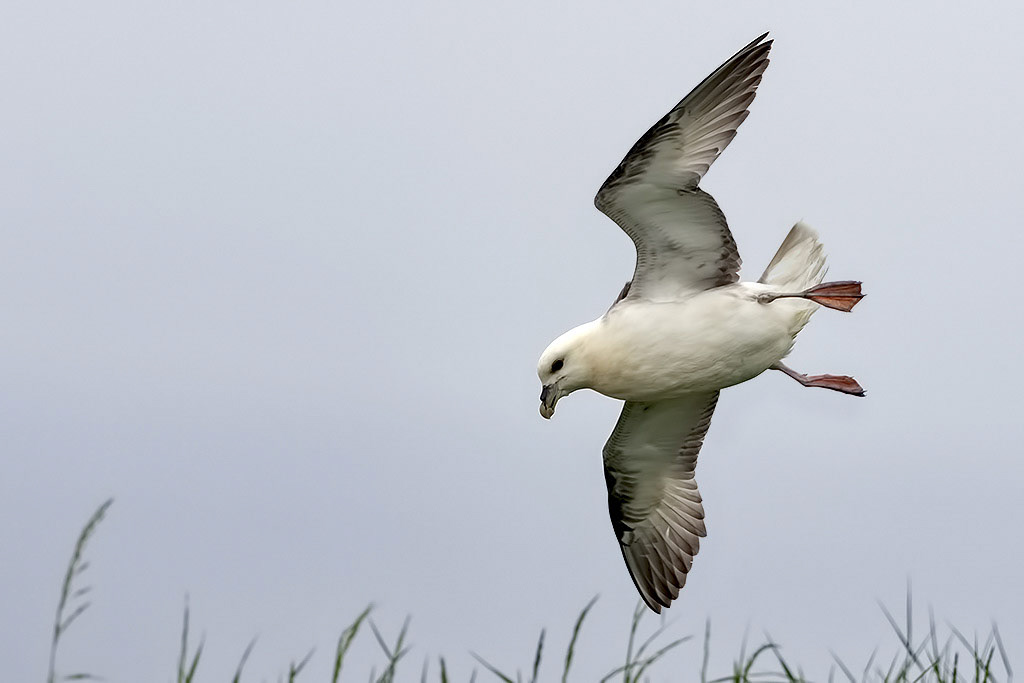 Fulmar