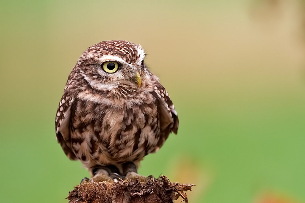 Little Owl