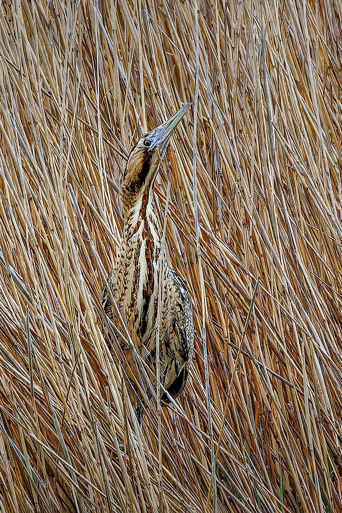 Bittern