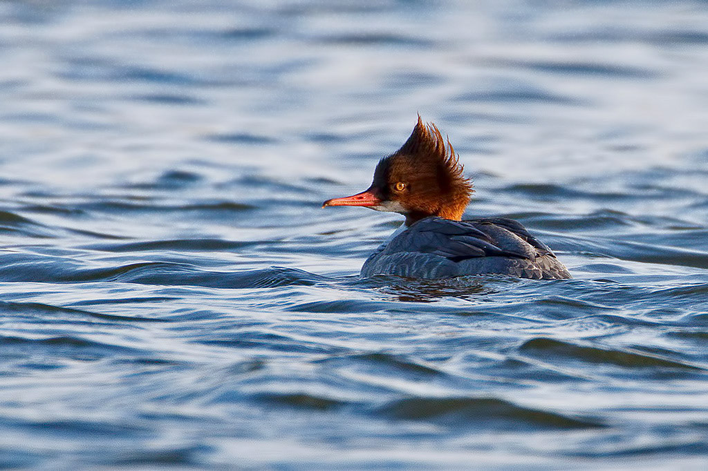 Goosander