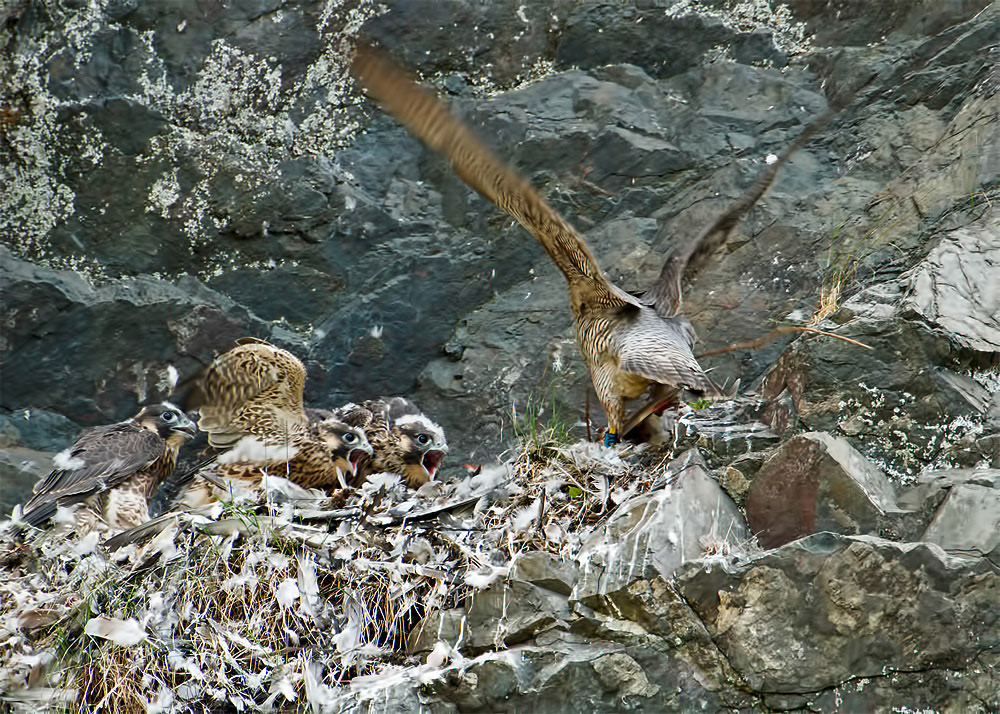 Peregrine