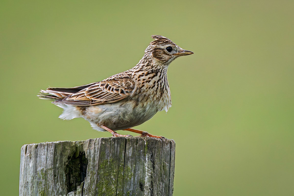 Skylark