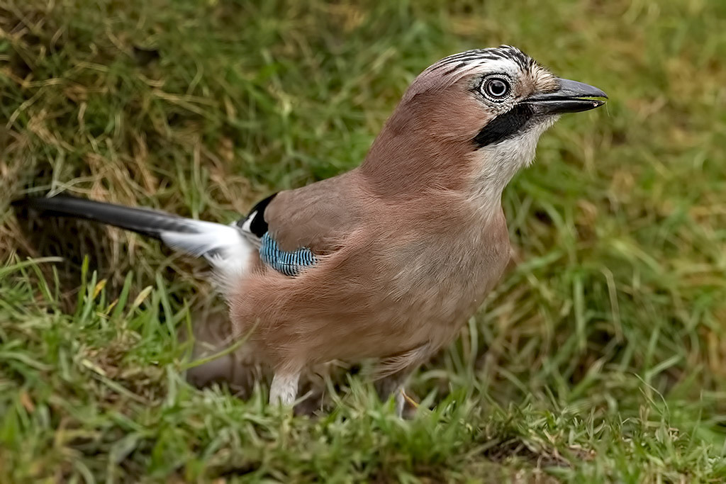 Eurasian Jay