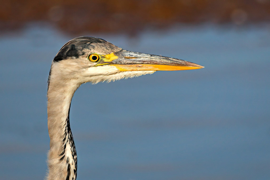 Grey Heron