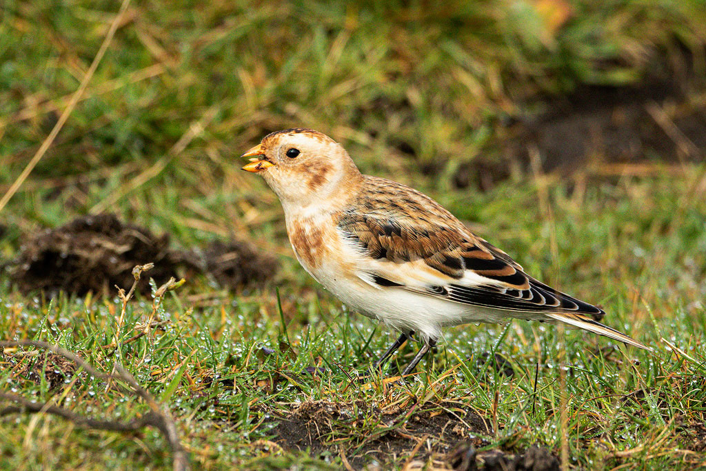 Snow Bunting