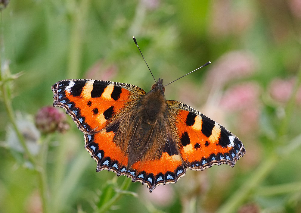 Small Tortoiseshell