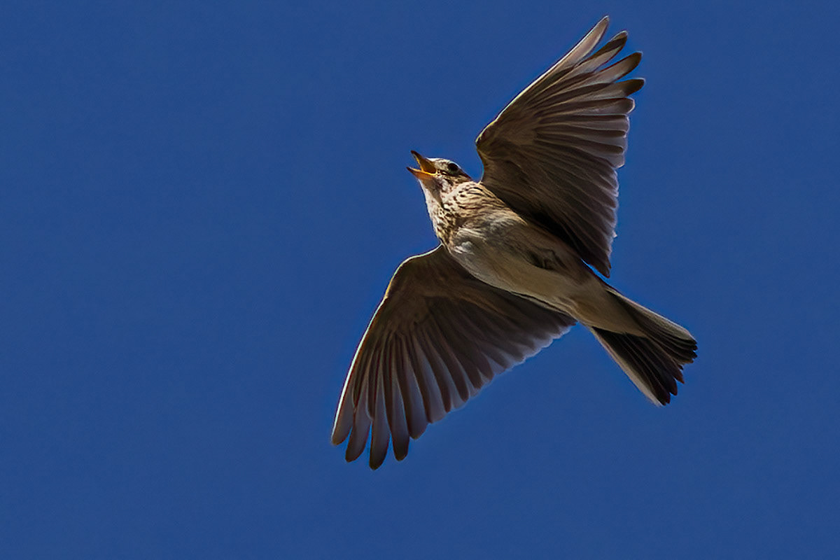 Skylark
