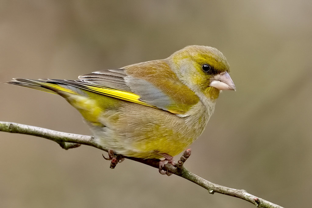 Greenfinch