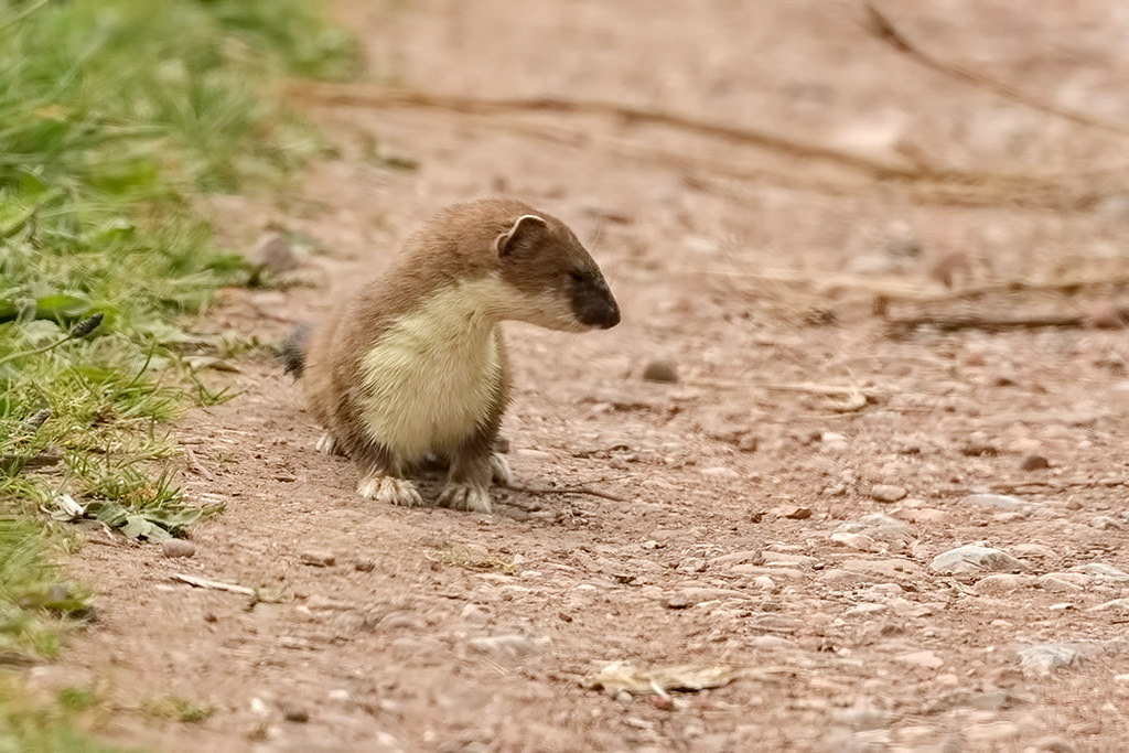 Stoat