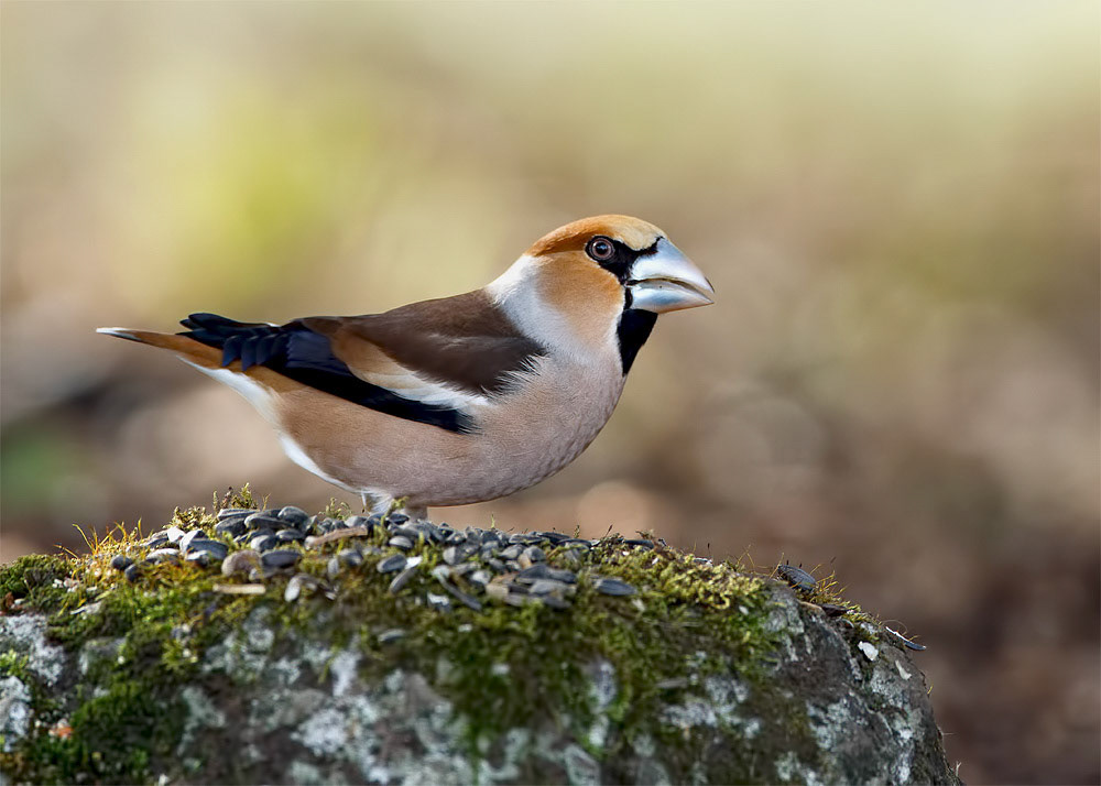 Hawfinch