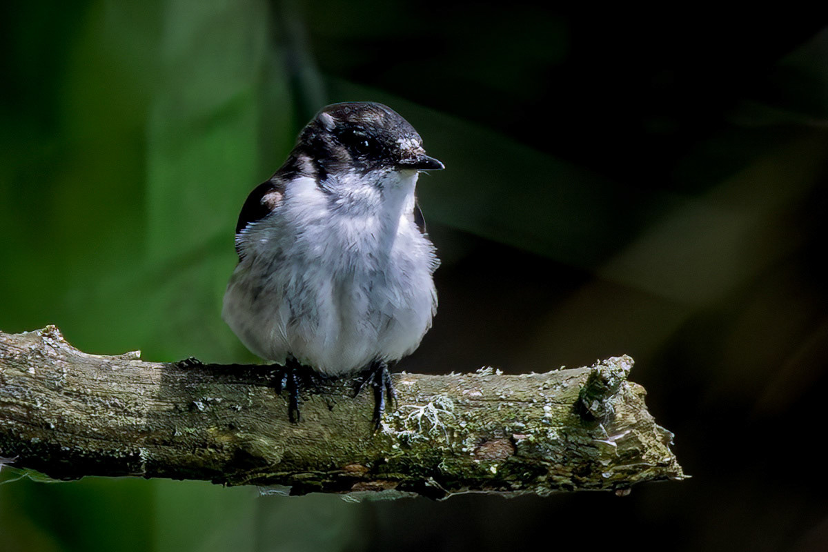 Pied Flycatcher