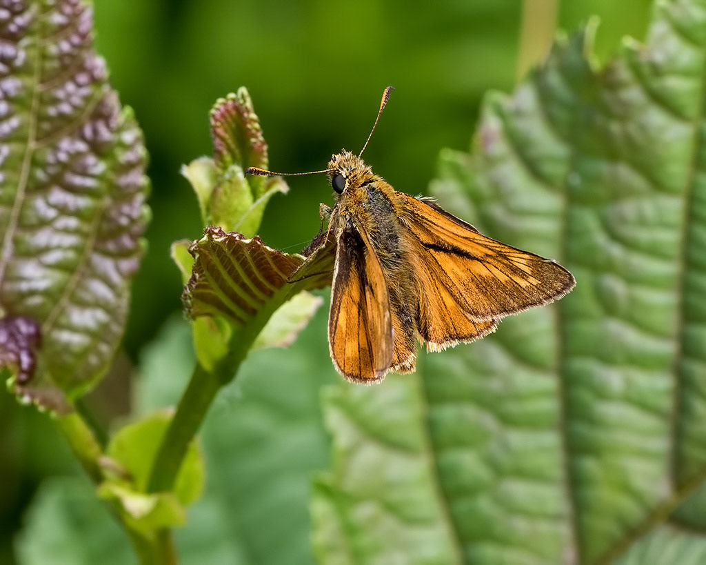 Large Skipper