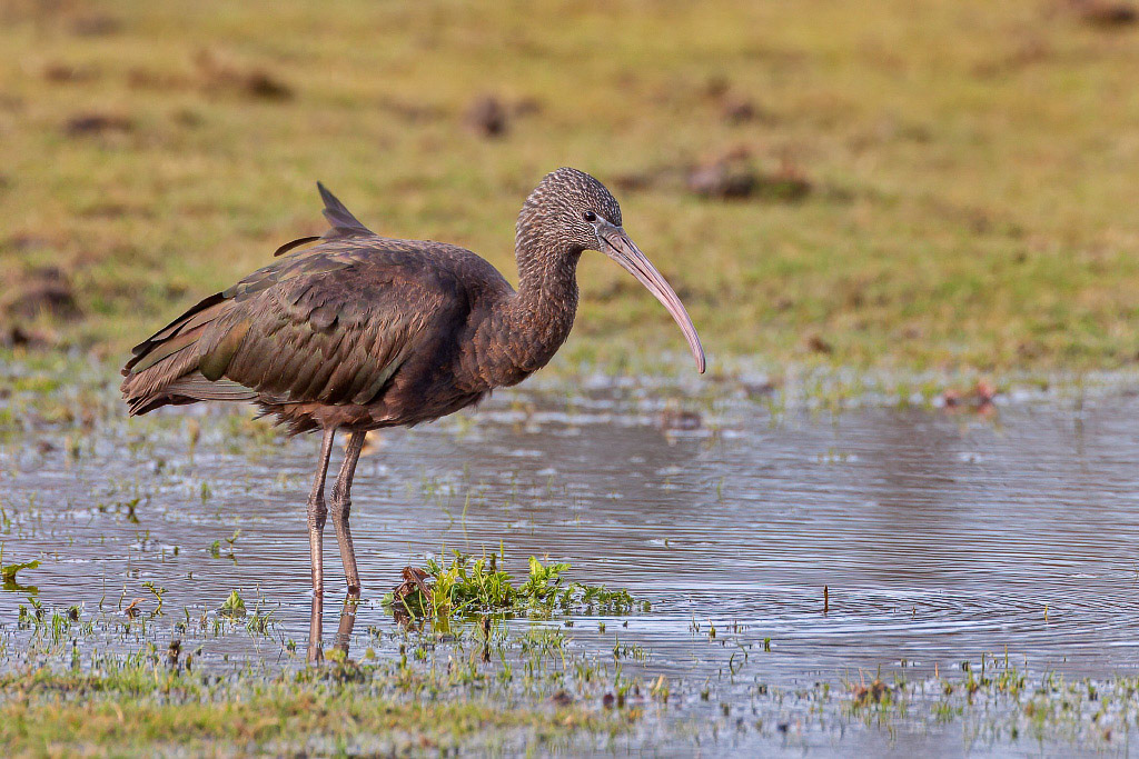 Glossy Ibis