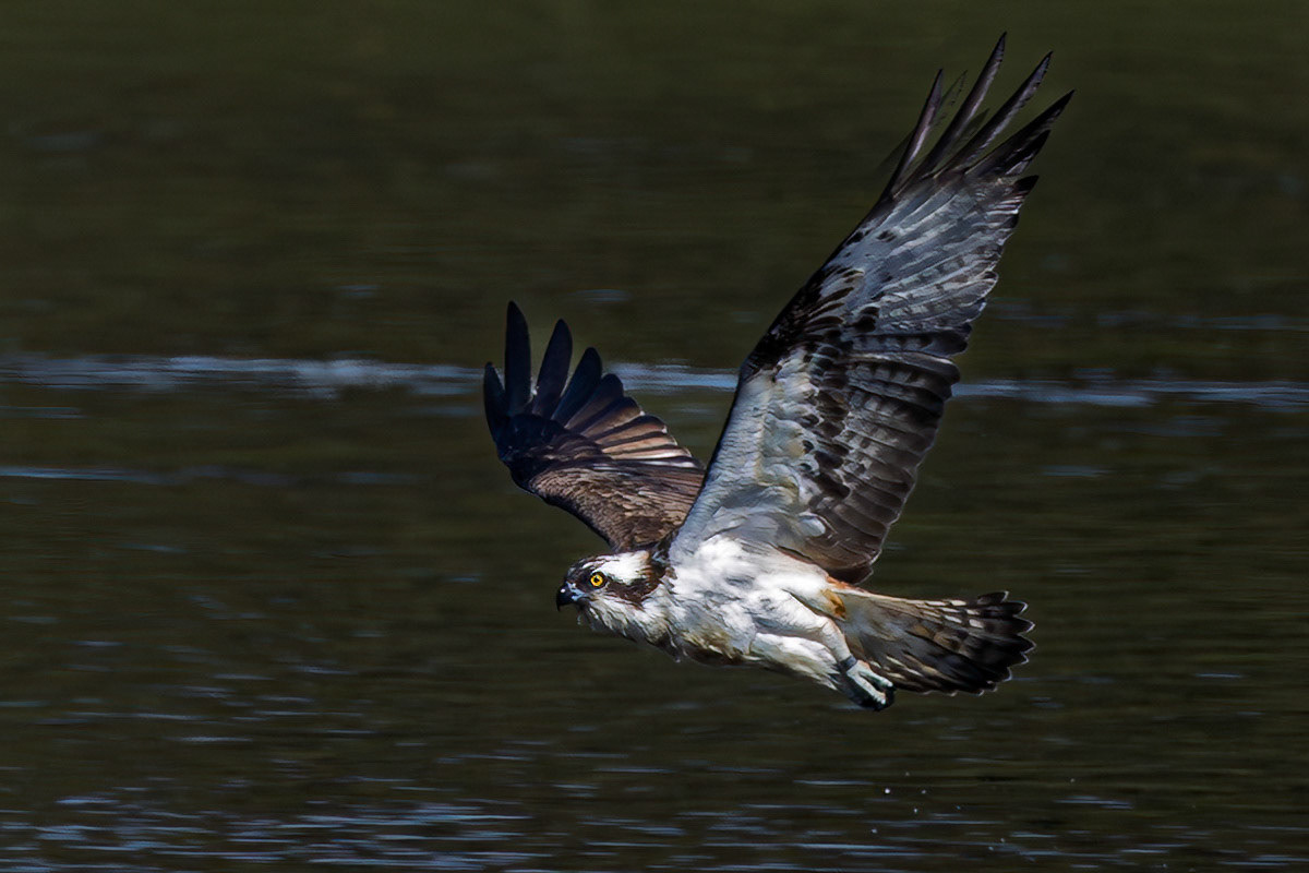Osprey