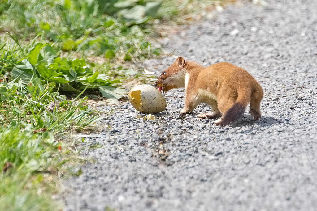 Stoat