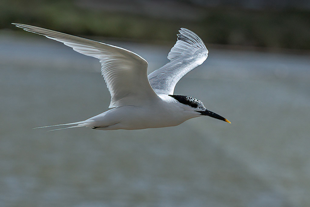 Sandwich Tern