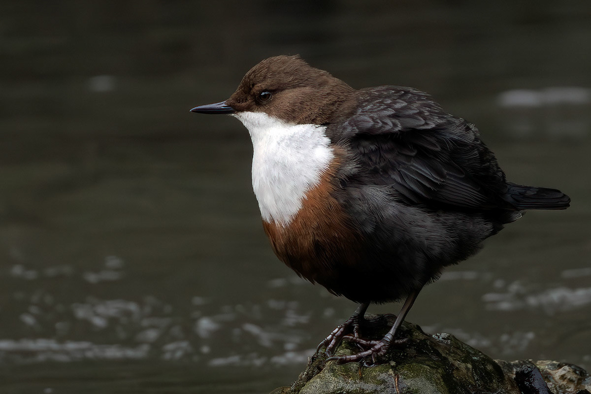 White-throated Dipper