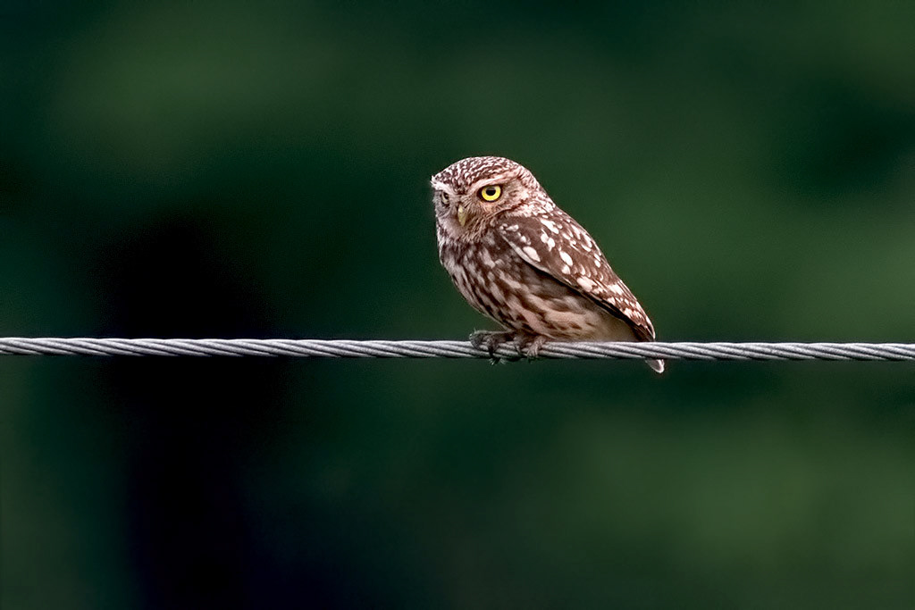 Little Owl